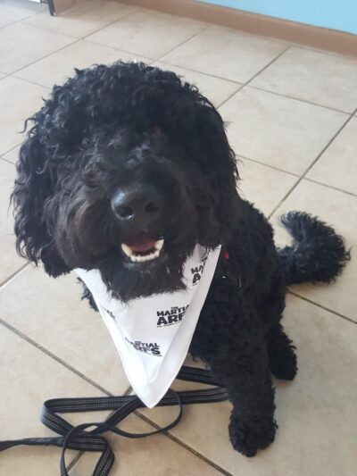 The Martial ARFS Dog Training & Fitness Center - Carle Place, NY