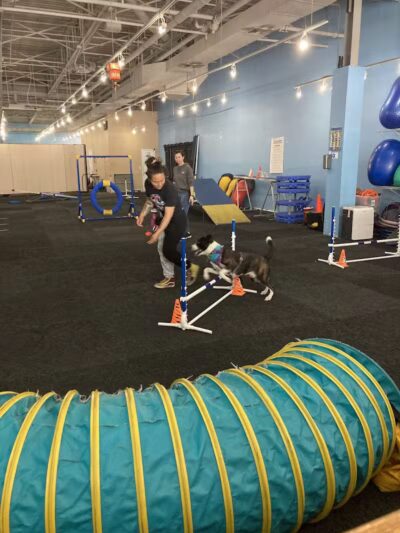 The Martial ARFS Dog Training & Fitness Center - Carle Place, NY