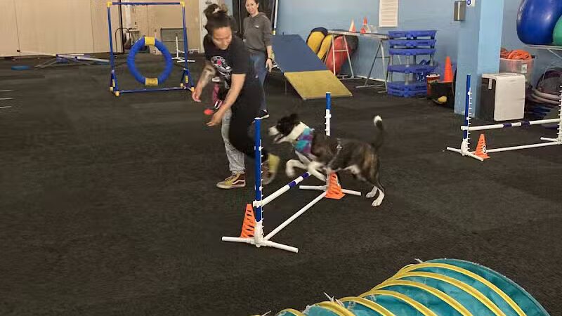 The Martial ARFS Dog Training & Fitness Center - Carle Place, NY