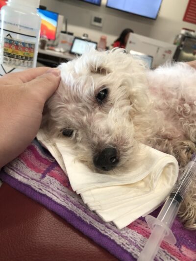 Veterinary Emergency Group - Carle Place, NY