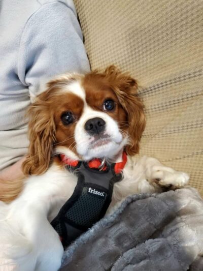 Veterinary Emergency Group - Carle Place, NY