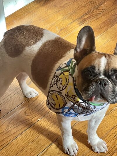 Veterinary Emergency Group - Carle Place, NY