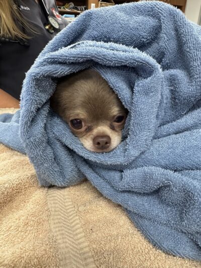 Veterinary Emergency Group - Carle Place, NY