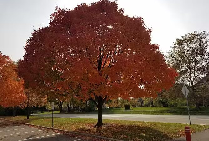 Monon Trail Access - Rohrer Road - Carmel, IN