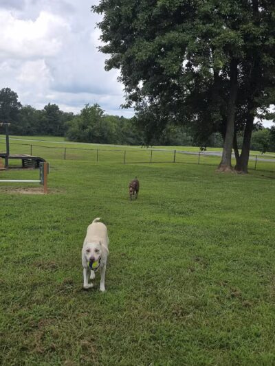 Carmi Dog Park - Carmi, IL