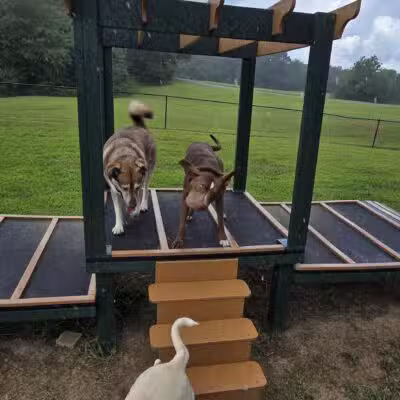 Carmi Dog Park - Carmi, IL