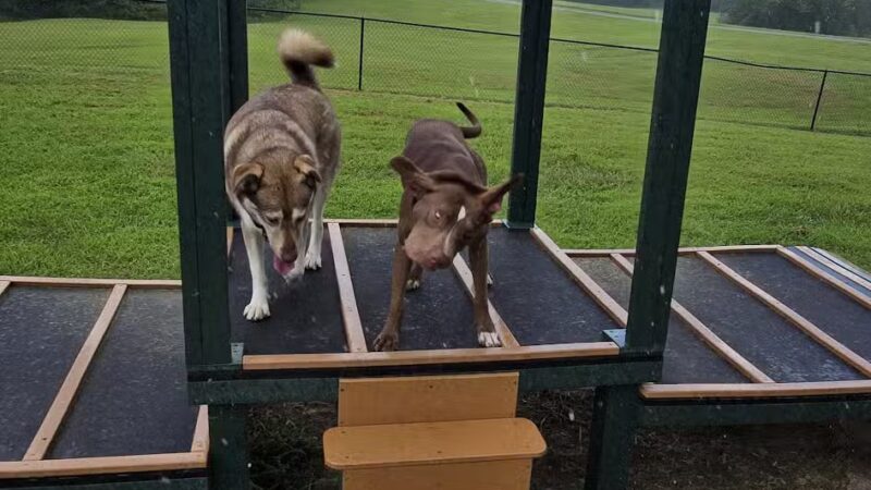 Carmi Dog Park - Carmi, IL