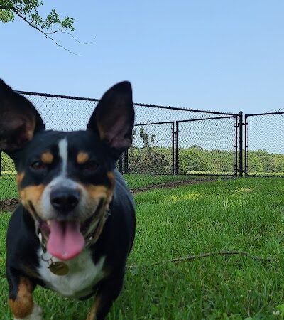 Carmi Dog Park - Carmi, IL
