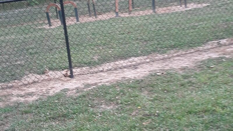 Carmi Dog Park - Carmi, IL