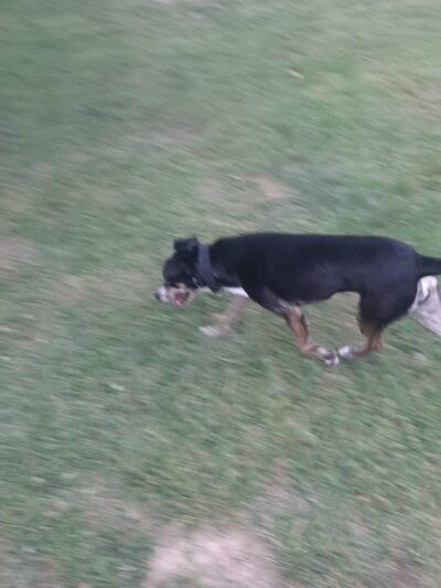 Carmi Dog Park - Carmi, IL