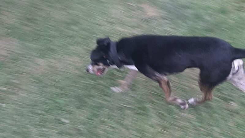 Carmi Dog Park - Carmi, IL