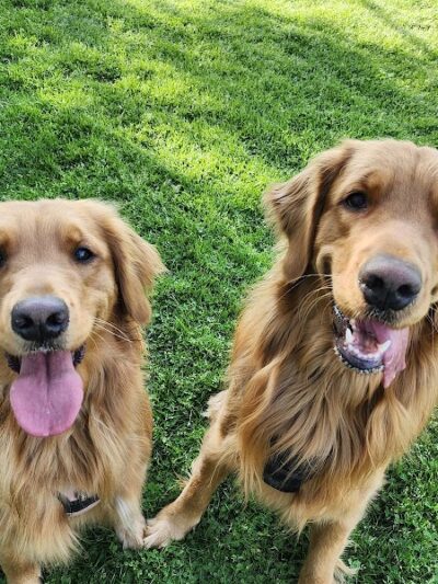 Settlers Cabin Dog Park - Carnegie, PA