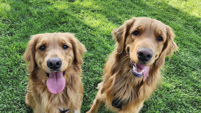 Settlers Cabin Dog Park - Carnegie, PA