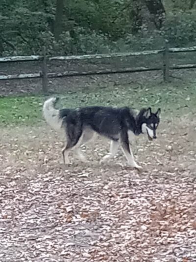 Settlers Cabin Dog Park - Carnegie, PA