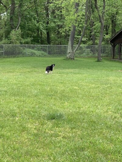 Settlers Cabin Dog Park - Carnegie, PA
