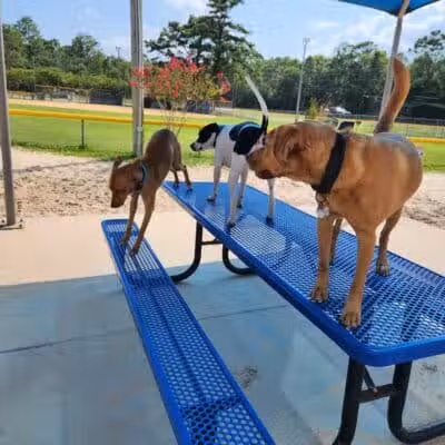 Dog Park - Carolina Beach, NC