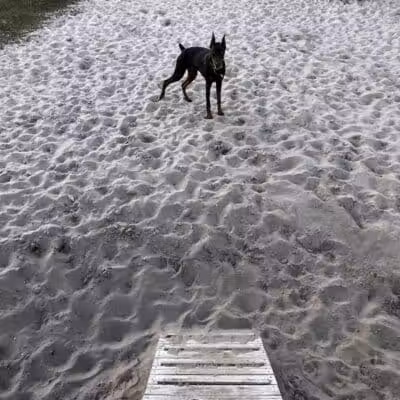 Dog Park - Carolina Beach, NC