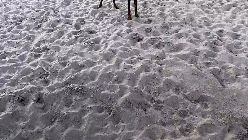 Dog Park - Carolina Beach, NC