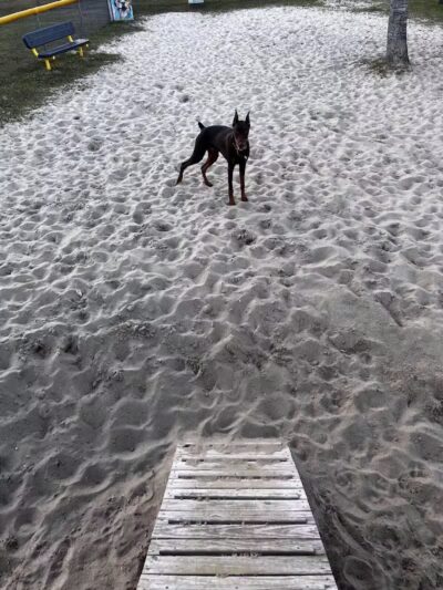 Dog Park - Carolina Beach, NC