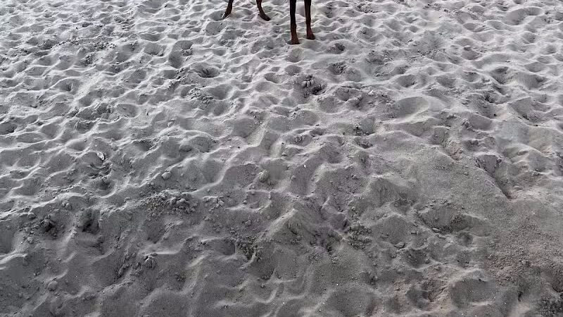 Dog Park - Carolina Beach, NC