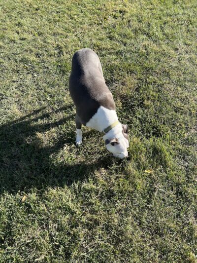 Carthage Park District - Carthage, IL