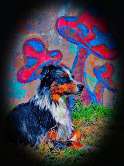 Carthage Park District - Carthage, IL