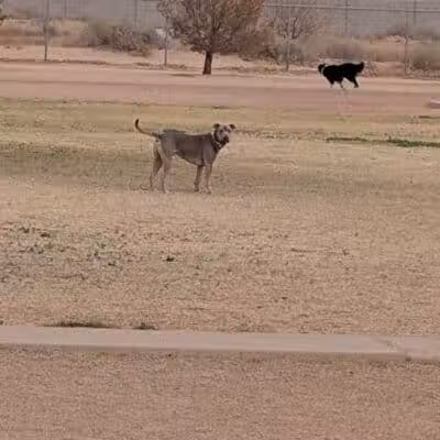 Casa Grande Dog Park - Casa Grande, AZ