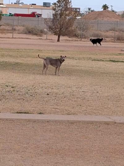 Casa Grande Dog Park - Casa Grande, AZ