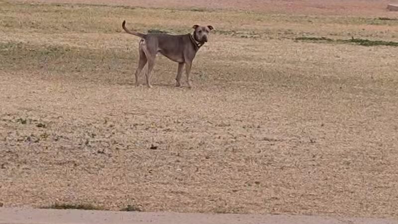 Casa Grande Dog Park - Casa Grande, AZ