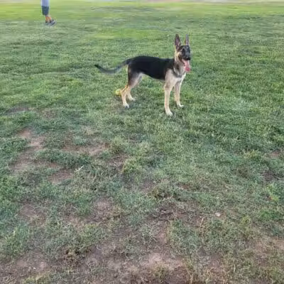 Casa Grande Dog Park - Casa Grande, AZ