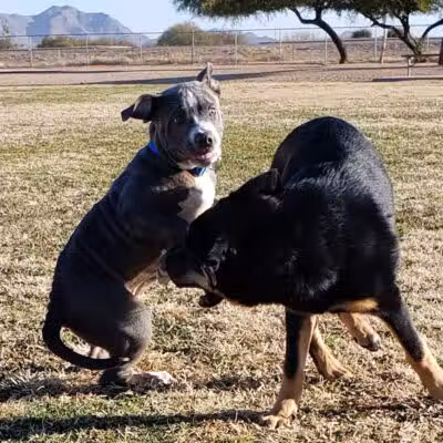 Casa Grande Dog Park - Casa Grande, AZ