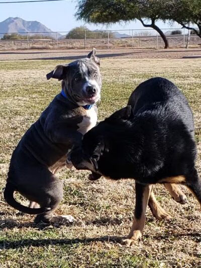 Casa Grande Dog Park - Casa Grande, AZ