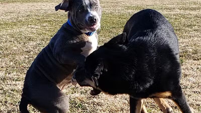 Casa Grande Dog Park - Casa Grande, AZ