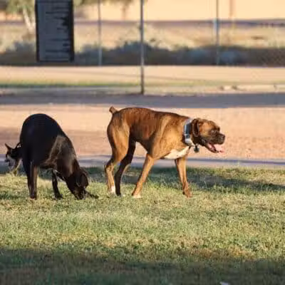 Casa Grande Dog Park - Casa Grande, AZ