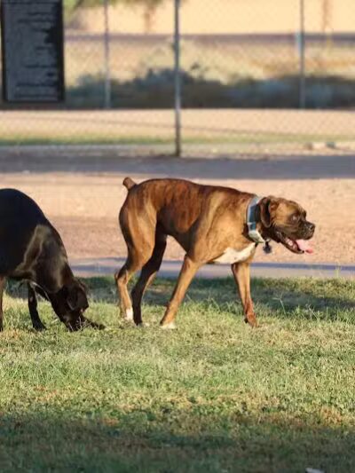 Casa Grande Dog Park - Casa Grande, AZ