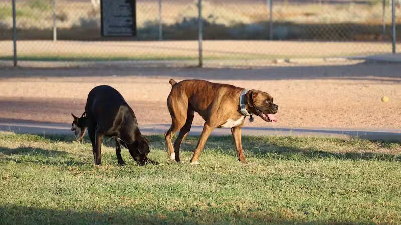 Casa Grande Dog Park - Casa Grande, AZ