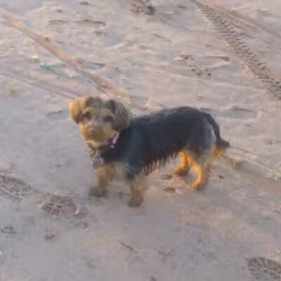 Casa Grande Dog Park - Casa Grande, AZ