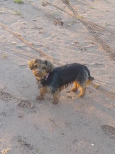 Casa Grande Dog Park - Casa Grande, AZ