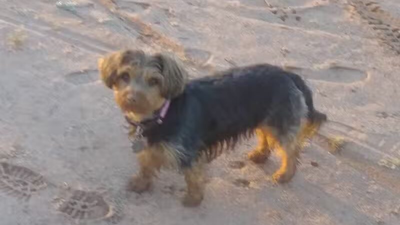 Casa Grande Dog Park - Casa Grande, AZ