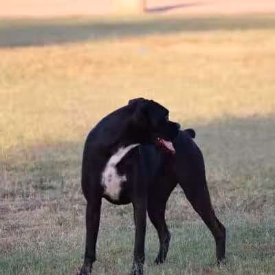 Casa Grande Dog Park - Casa Grande, AZ