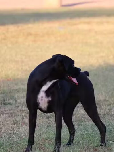 Casa Grande Dog Park - Casa Grande, AZ