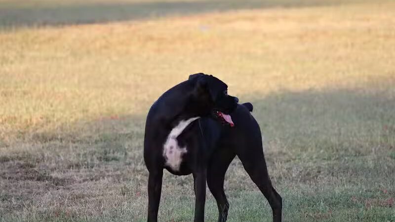 Casa Grande Dog Park - Casa Grande, AZ