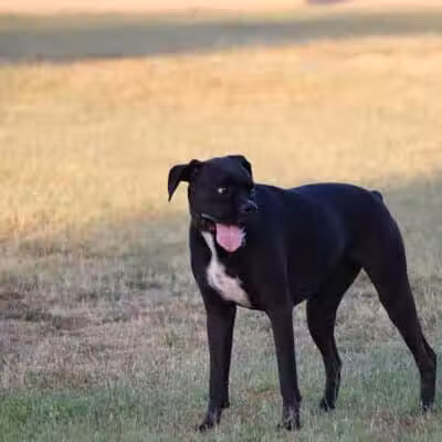 Casa Grande Dog Park - Casa Grande, AZ