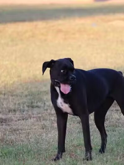 Casa Grande Dog Park - Casa Grande, AZ