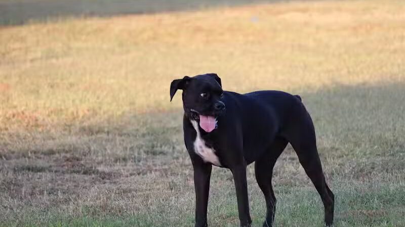 Casa Grande Dog Park - Casa Grande, AZ