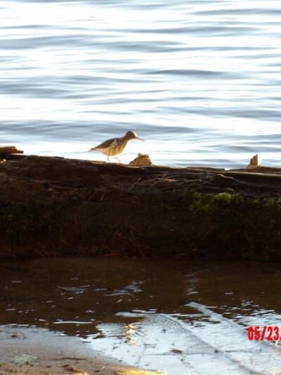 Sebago Lake State Park - Day Use Area Beach, Picnic, and Trails - Casco, ME