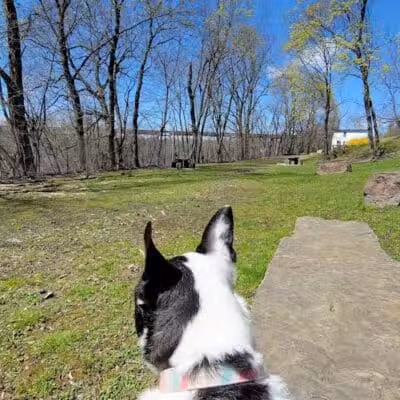 Park for Paws - Catskill, NY