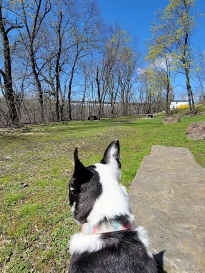 Park for Paws - Catskill, NY