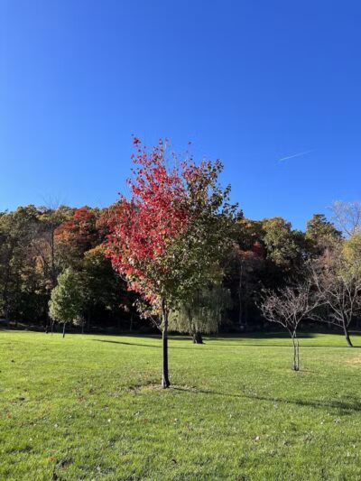 Cedar Grove Park - Cedar Grove, NJ