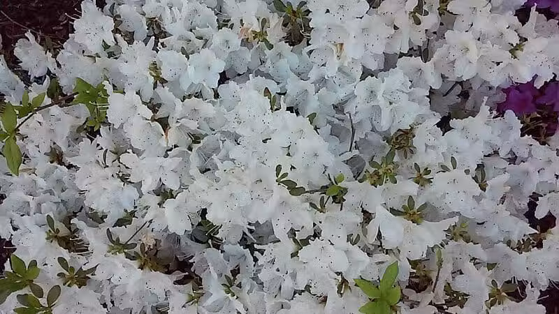 George Street Park - Cedar Grove, NJ